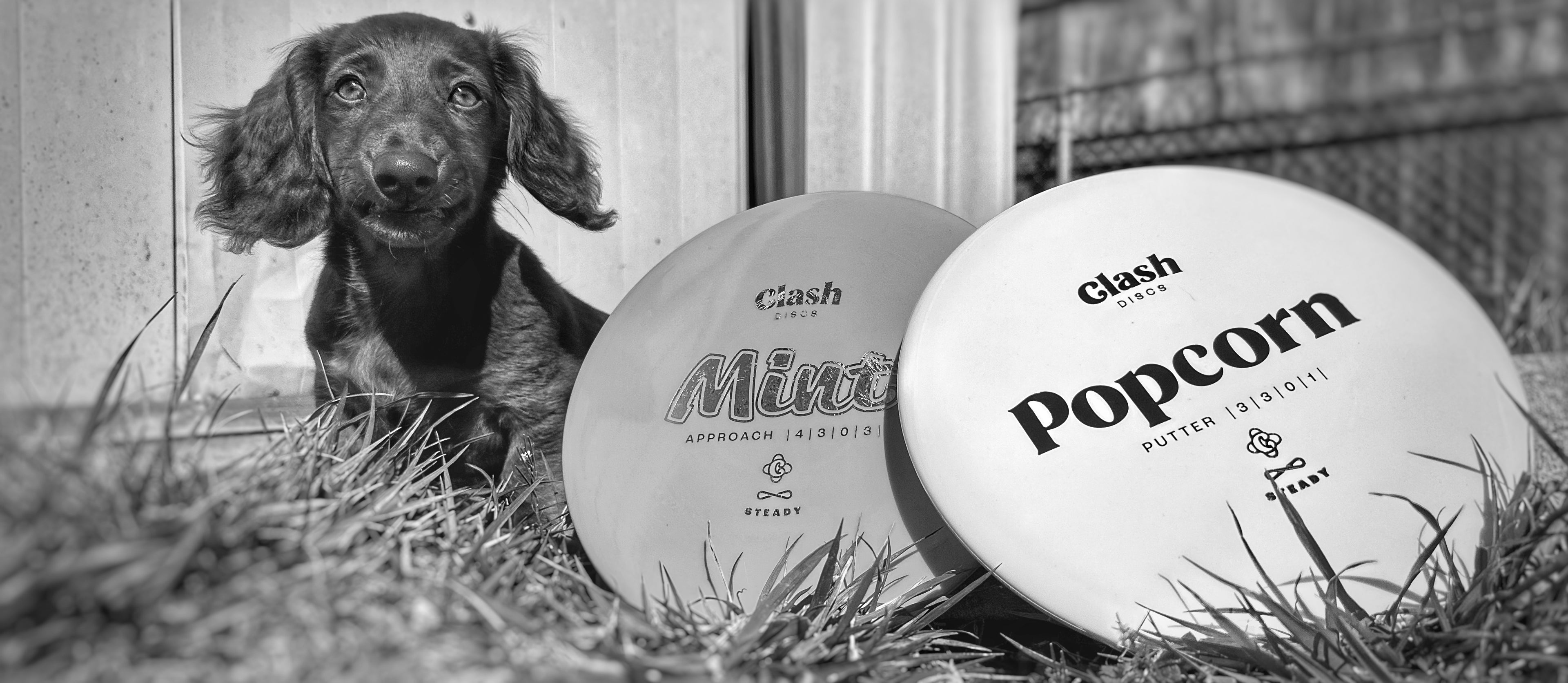 Black and White photo of Louie the Dachshund posing with two discs from Clash Discs.